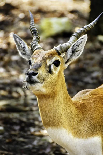 Antilope cervicapra — Foto Stock