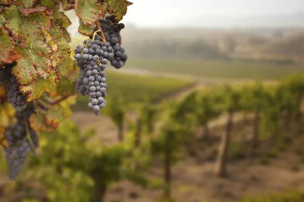 stock image Beautiful Lush Grape Vineyard in The Morning Sun and Mist