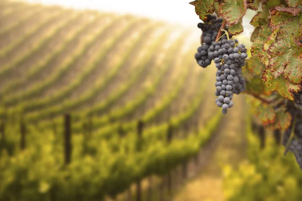 Hermoso viñedo de uva exuberante —  Fotos de Stock