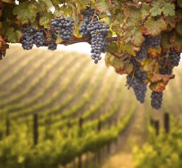 Beautiful Lush Grape Vineyard — Stock Photo, Image
