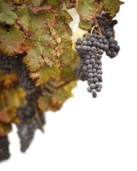 Hermoso viñedo de uva exuberante en blanco —  Fotos de Stock