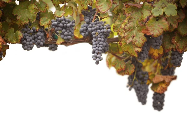 Prachtige weelderige druif wijngaard op wit — Stockfoto