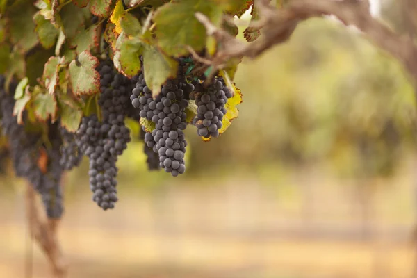 Пышный виноградный виноградник в утреннем солнце и тумане — стоковое фото
