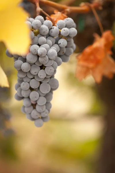 Belle vignoble de raisin luxuriant dans le soleil du matin et brume — Photo