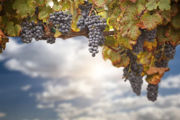 Vinha de uva exuberante bonita e céu — Fotografia de Stock