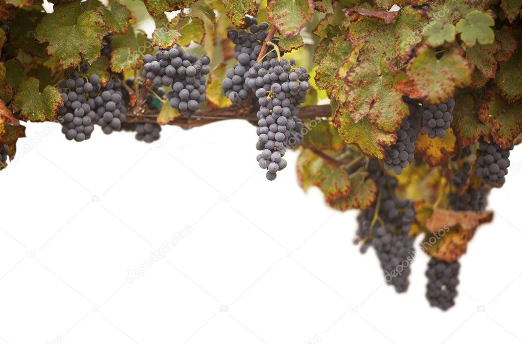 Beautiful Lush Grape Vineyard on White