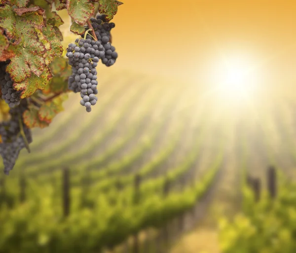 Videira de uva exuberante com fundo de vinha desfocado — Fotografia de Stock