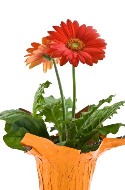 canlı gerbera papatya