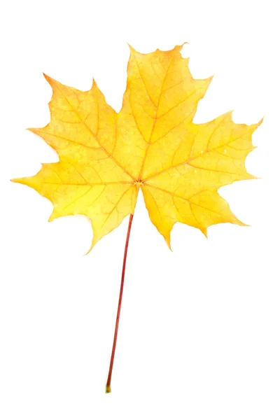 Herbstgelbes Ahornblatt — Stockfoto