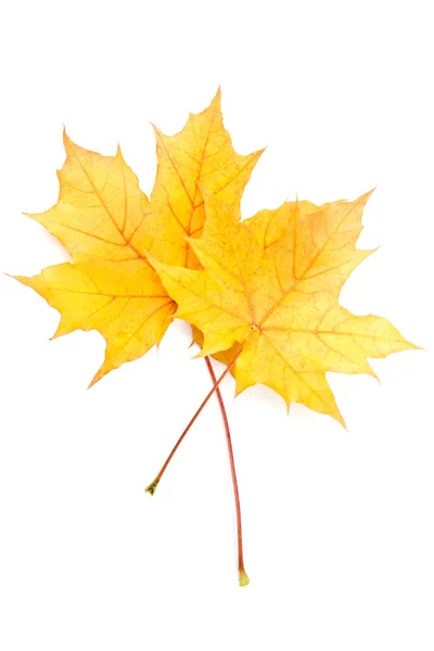 Herfst geel esdoornblad — Stockfoto
