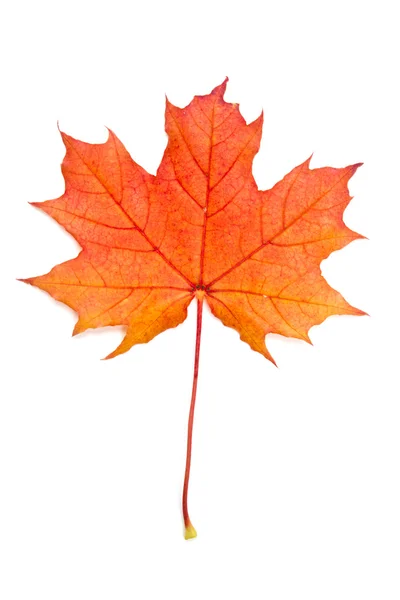 Outono folha de bordo vermelho — Fotografia de Stock