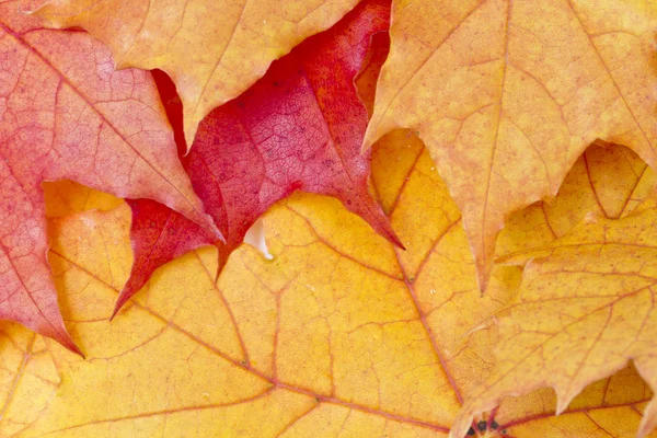 Arce rojo hojas de fondo —  Fotos de Stock