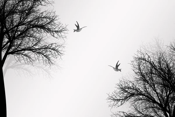 Деревья и птицы — стоковый вектор