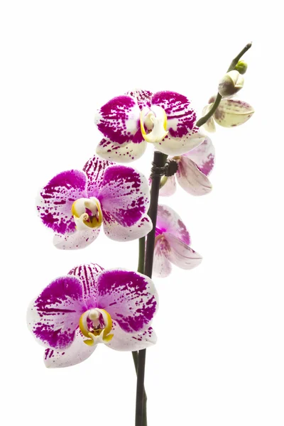 Färska orchid — Stockfoto