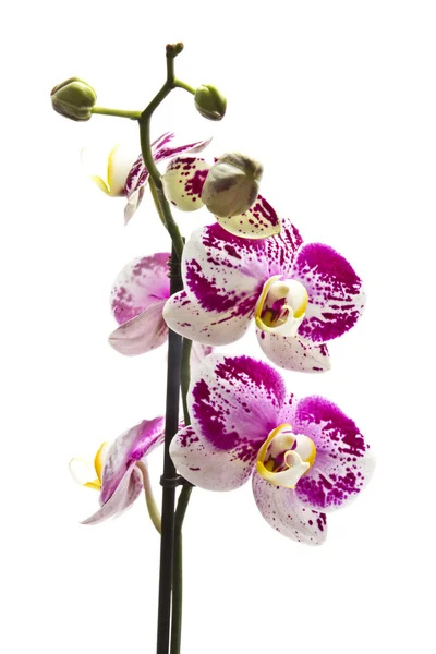 Свежая орхидея — стоковое фото