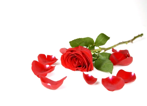 Rose isolated on white background — Stock Photo, Image
