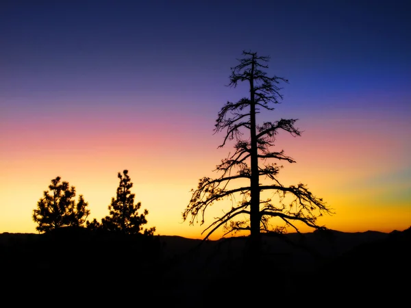 stock image Sunrise in Pine forest