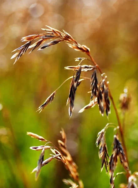 Дика трава пшениці — стокове фото