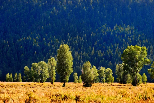 Луг с деревьями и горами — стоковое фото