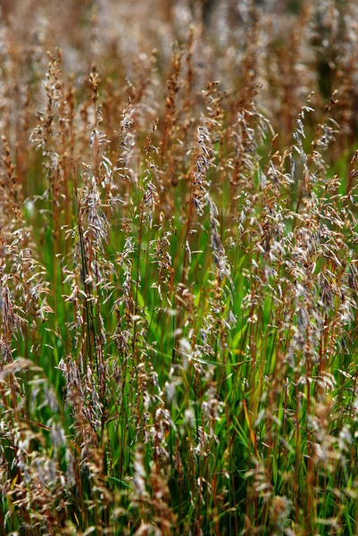 Wildgrass vagy a fű — Stock Fotó