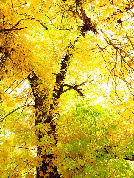 Fall Maple Treet Details — Stock Photo, Image
