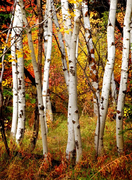 バーチの木を秋します。 — ストック写真