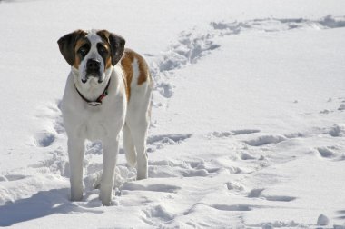 köpek ayakta karda