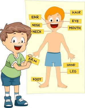 Parts of the Body clipart