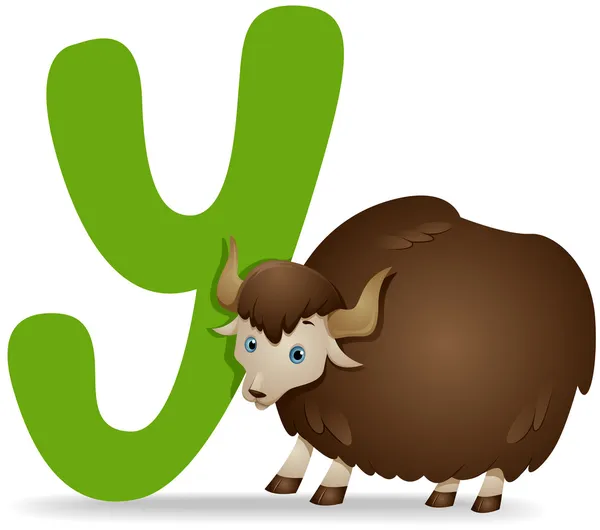 Y for Yak — Stock Photo, Image
