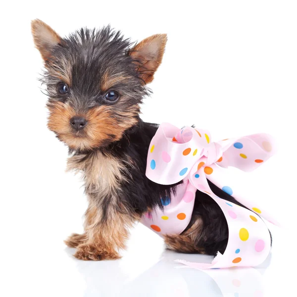 Yorkie toy in a pinky bow — Stock Photo, Image