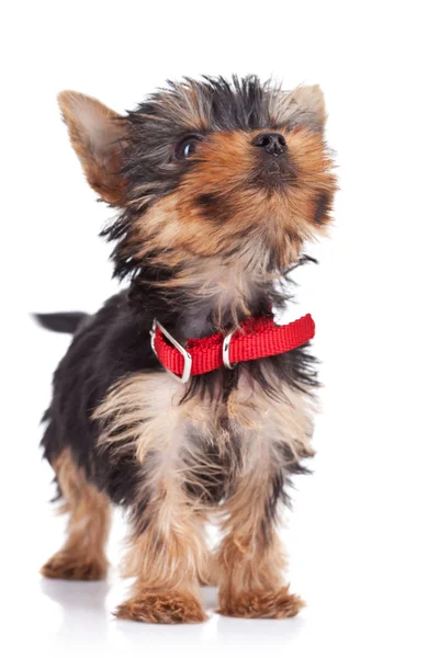 Cute yorkie toy standing — Stock Photo, Image
