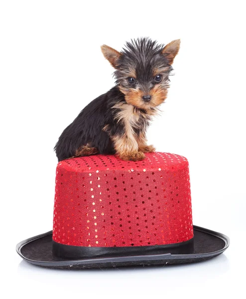 Yorkie toy on a hat — Stock Photo, Image