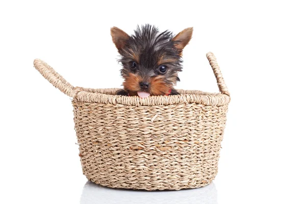 Toy yorkie sitting in a small basket — Stock Photo, Image