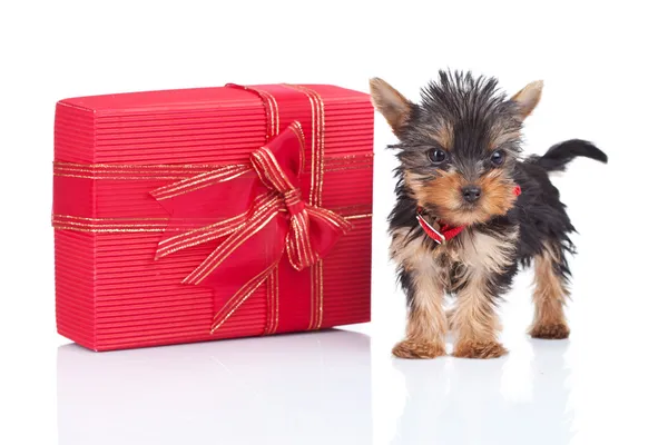 Toy puppy standing near a big present — Stock Photo, Image