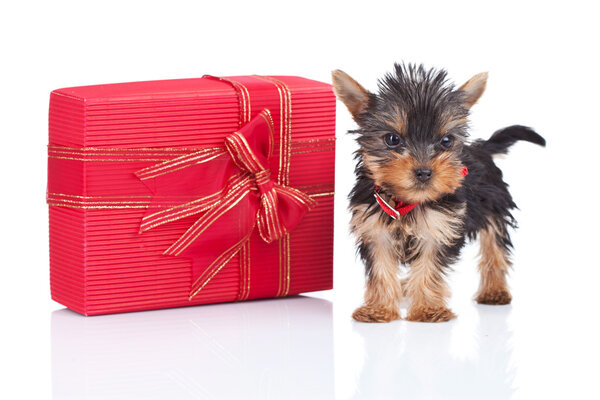 Игрушечный щенок стоит рядом с большим подарком
