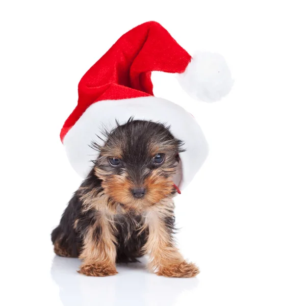 Yorkie speelgoed dragen een mooie kerst Pet — Stockfoto