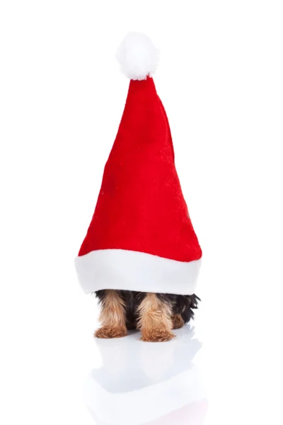 Yorkie in een kerstmuts — Stockfoto