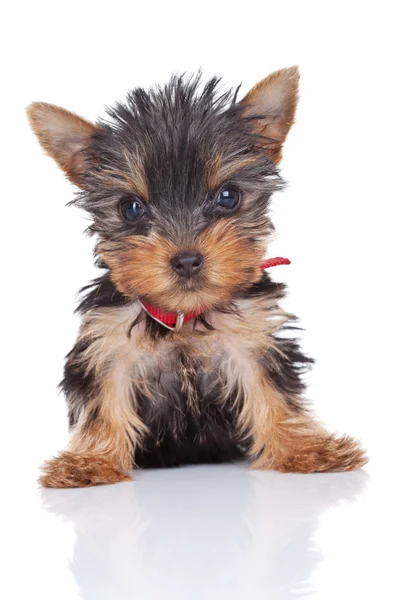 Cute and curious yorkie toy — Stock Photo, Image