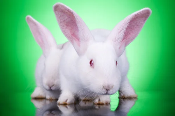Iki tavşan agresif bir görünüm — Stok fotoğraf