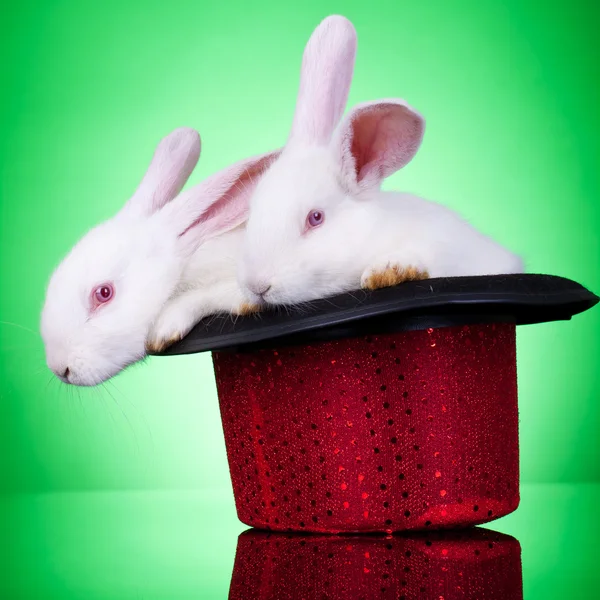 Visa kaniner — Stockfoto