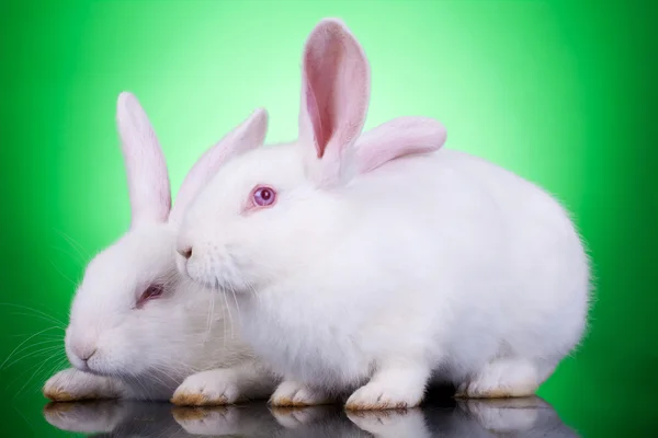 Iki sevimli beyaz tavşan — Stok fotoğraf