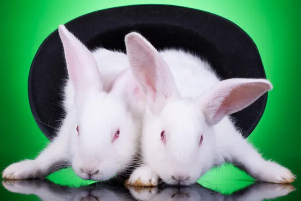 Evil bunnies in a hat — Stock Photo, Image