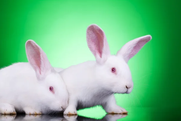 Любопытные кролики — стоковое фото