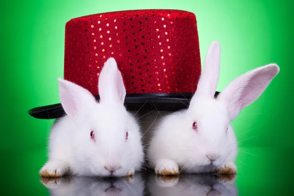 Красивые кролики — стоковое фото