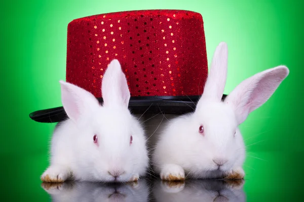 stock image Nice looking rabbits