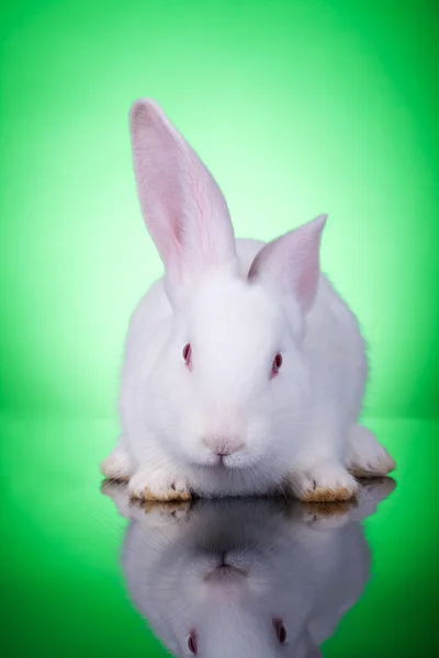 白宝宝小兔子 — 图库照片