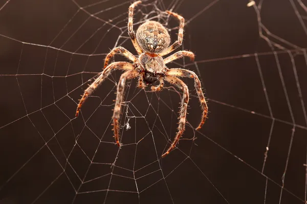 Жуткий паук — стоковое фото