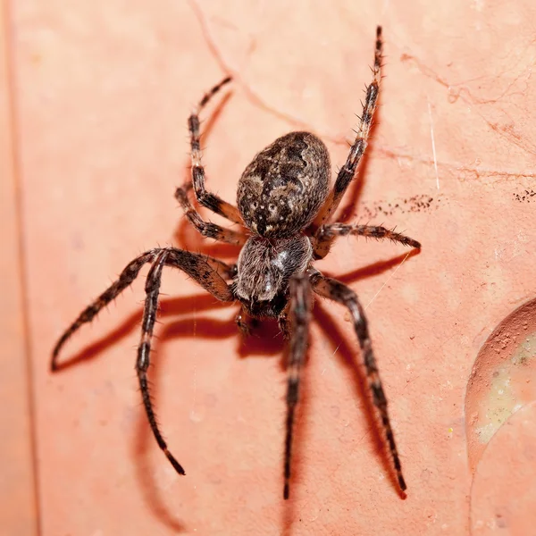 Garden Spider — Stock Photo, Image