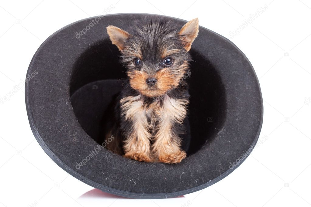 Teacup Yorkie Stock Photos Royalty Free Images Depositphotos