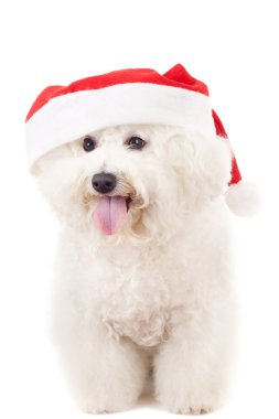 Bichon frise santa claus şapka içinde